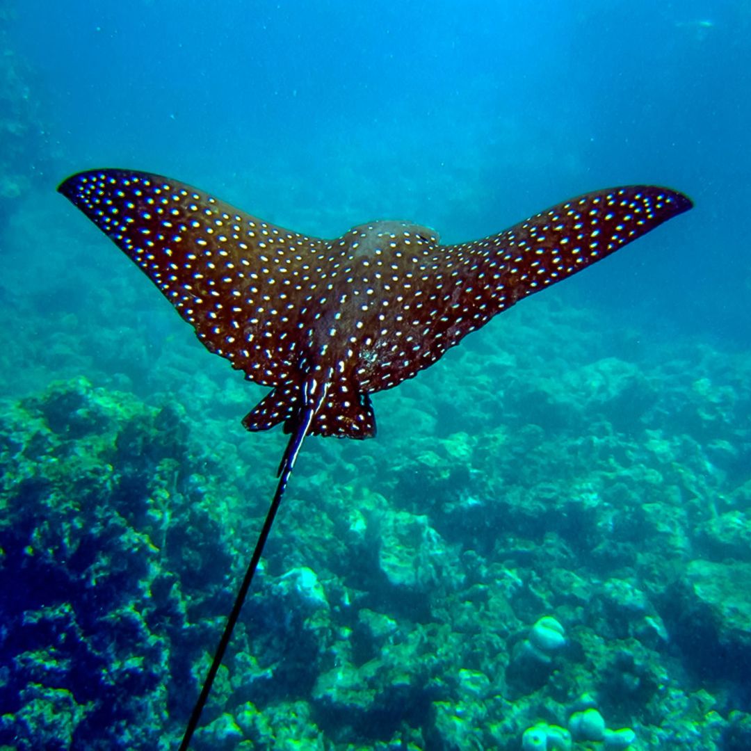 caribbean-snorkeling-eagle-ray-costa-rica-villa-concierge-service Spotted eagle ray swimming in Caribbean waters of Costa Rica during snorkeling experience