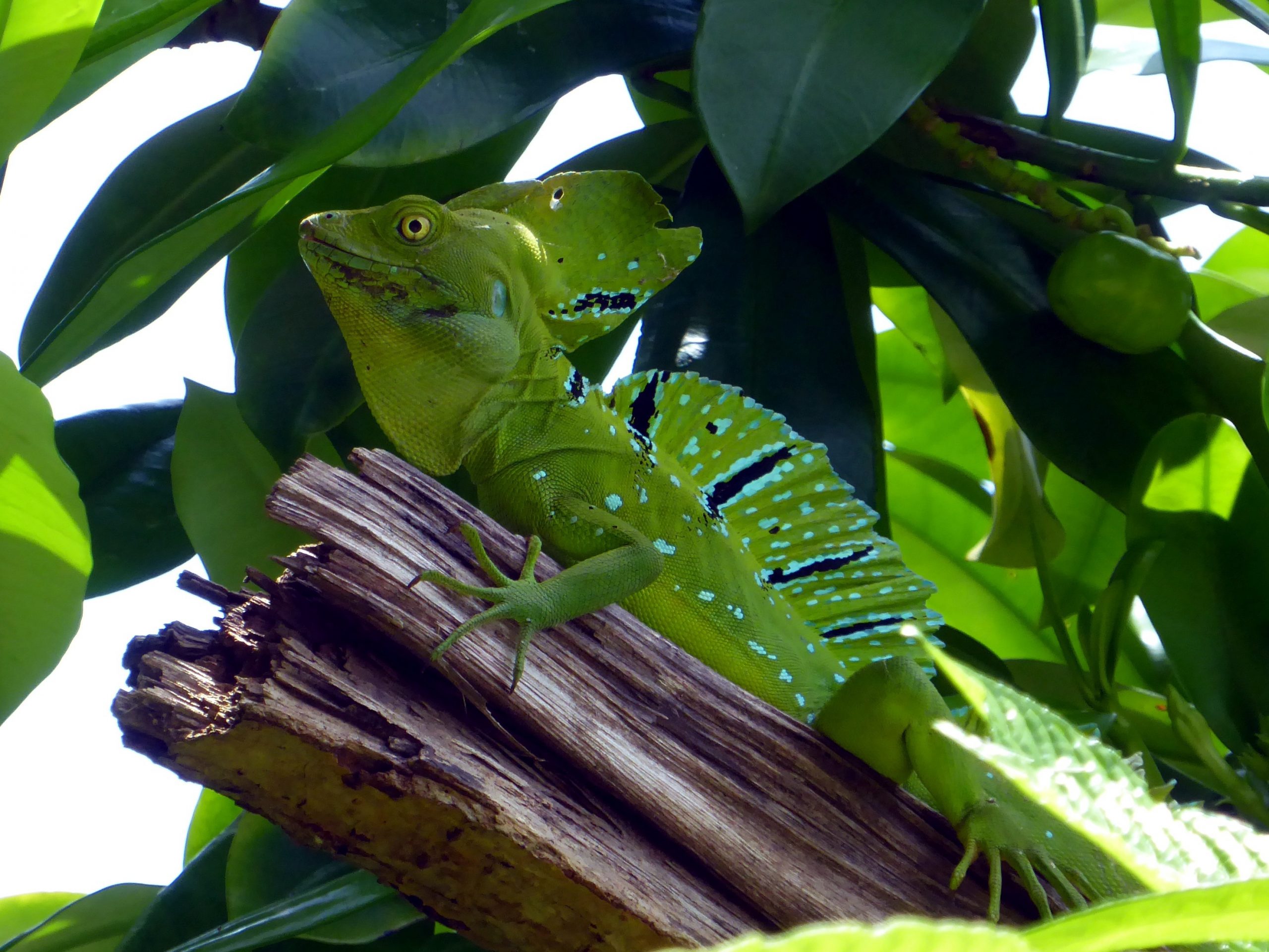 Green iguana in Costa Rica Caribbean jungle surrounded by tropical vegetation cahuita