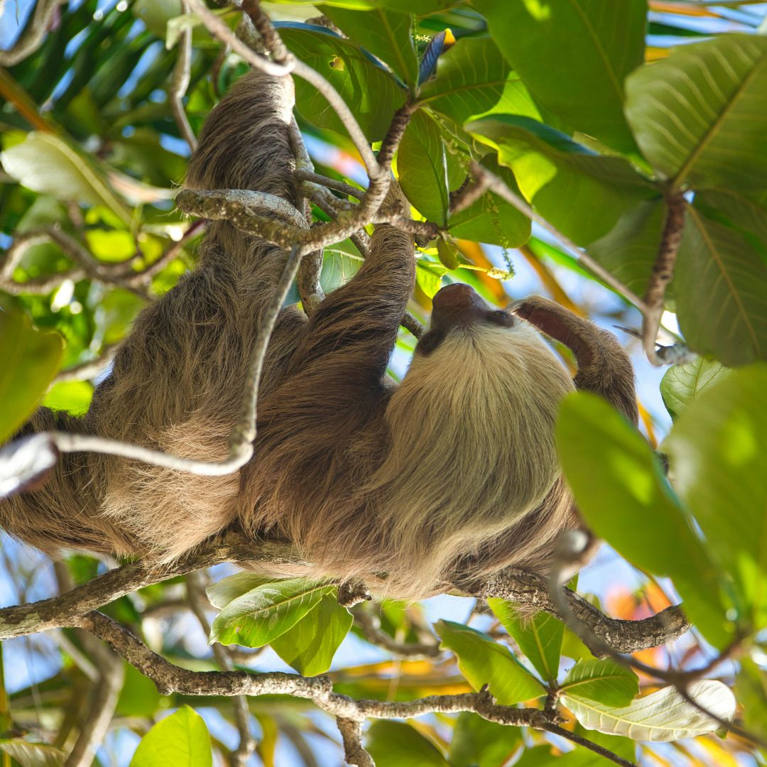 costa-rica-caribbean-cahuita-jungle-sloth-wildlife monkey sloth in Costa Rica Caribbean jungle surrounded by tropical vegetation cahuita park
