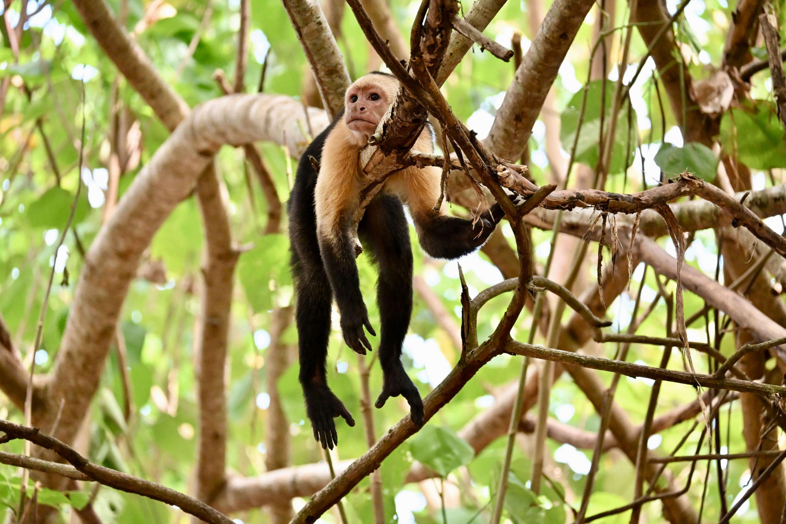 White-faced capuchin monkey in Costa Rica jungle on Caribbean coast wildlife experience